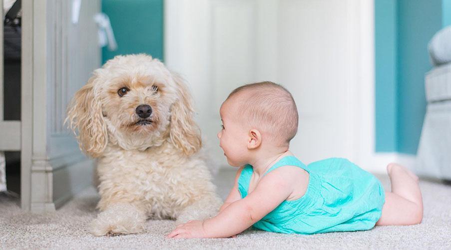 Preparing Your Pets for the Arrival of Your Newborn - Tiny Tycoon